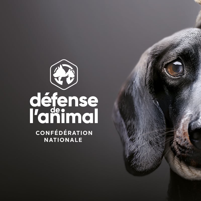 Campagne de communication choc et site internet contre la maltraitance animale.